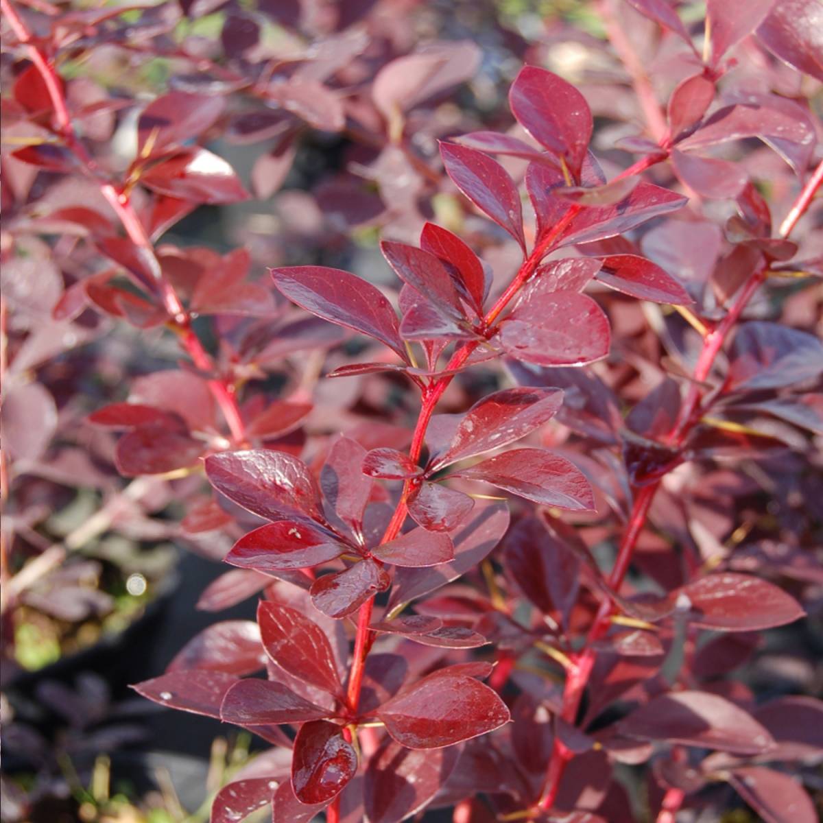 Berberis ottawensis 'Auricoma'